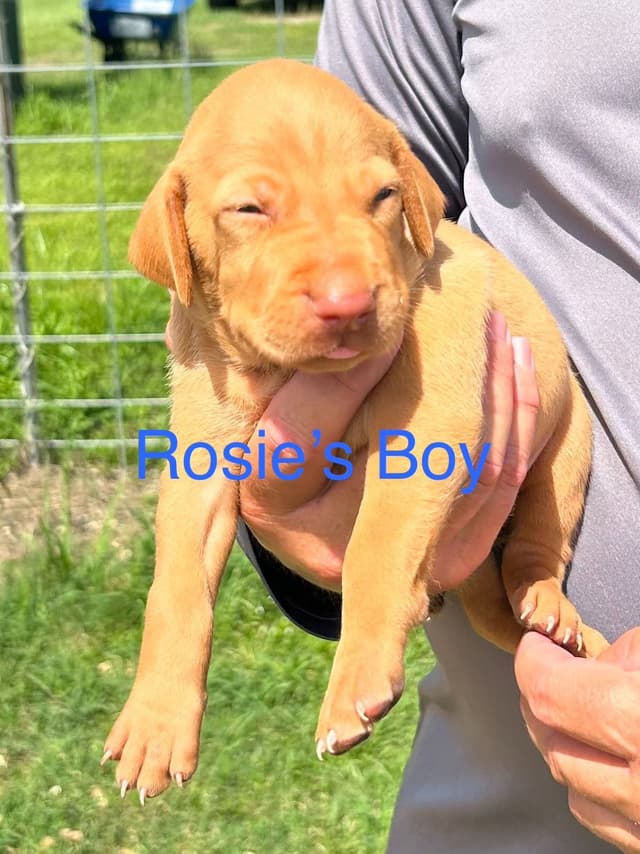 AKC Registered Vizsla Puppies media 2