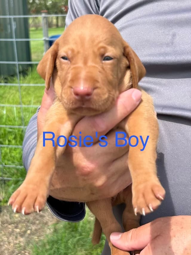 AKC Registered Vizsla Puppies media 3