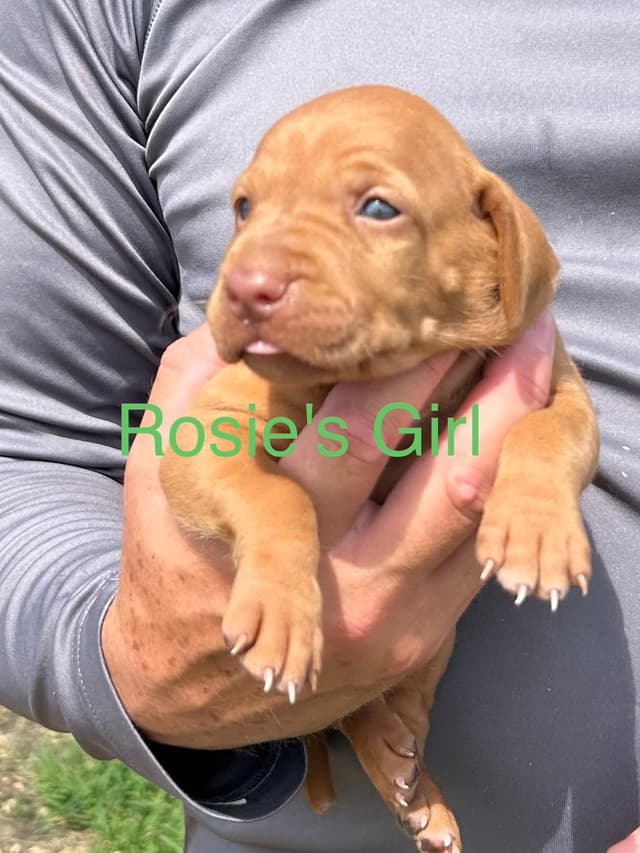 AKC Registered Vizsla Puppies media 4