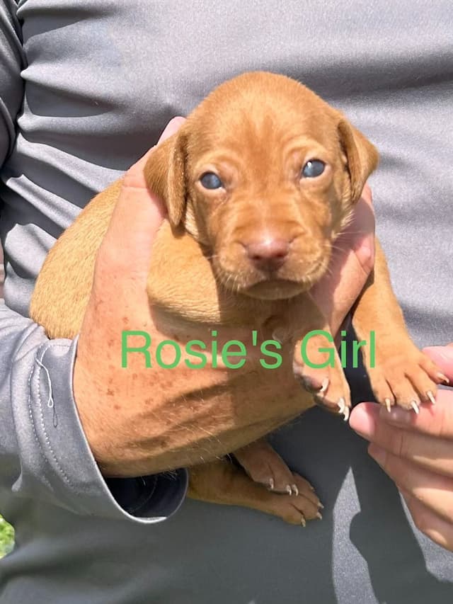 AKC Registered Vizsla Puppies media 5