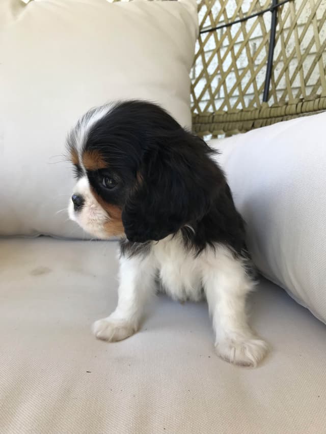 Cavalier King Charles Spaniel Puppies media 2