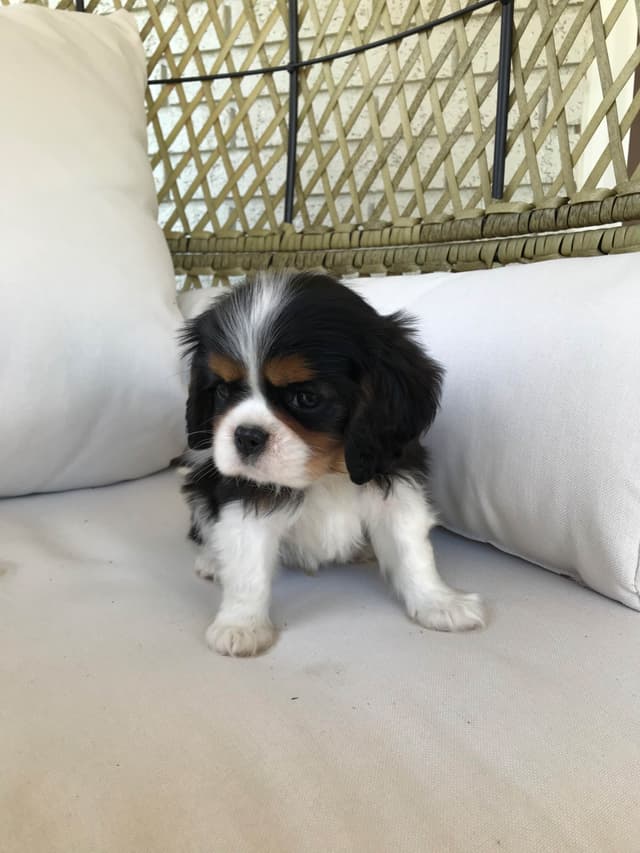 Cavalier King Charles Spaniel Puppies media 3