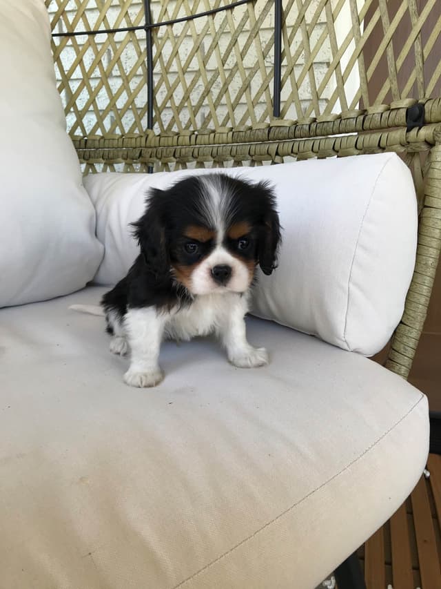 Cavalier King Charles Spaniel Puppies media 4