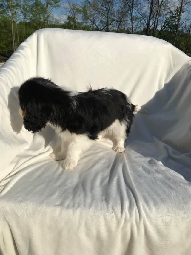 Cavalier King Charles Spaniel Puppies media 5