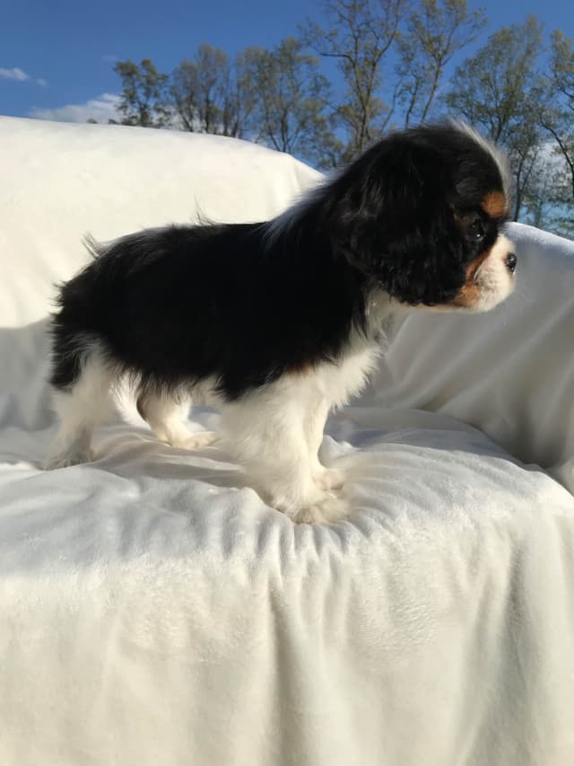 Cavalier King Charles Spaniel Puppies media 6