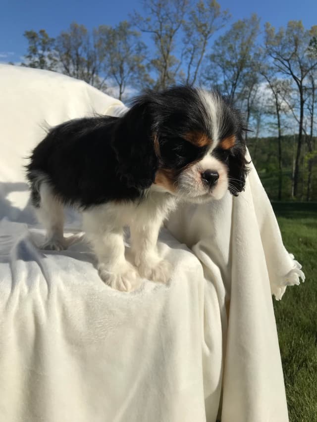Cavalier King Charles Spaniel Puppies media 7