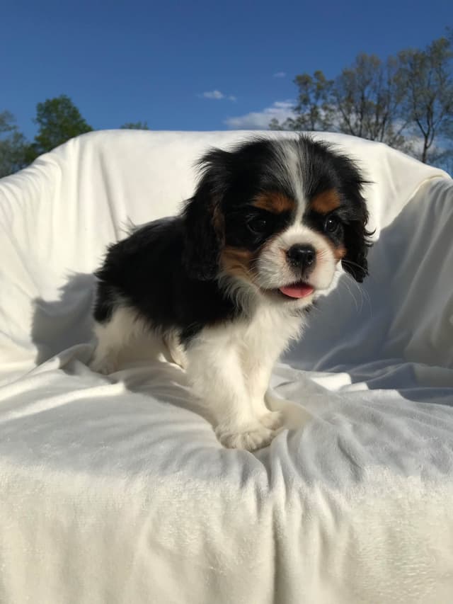 Cavalier King Charles Spaniel Puppies media 8