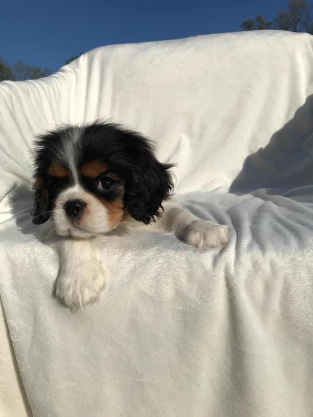 Cavalier King Charles Spaniel Puppies media 9
