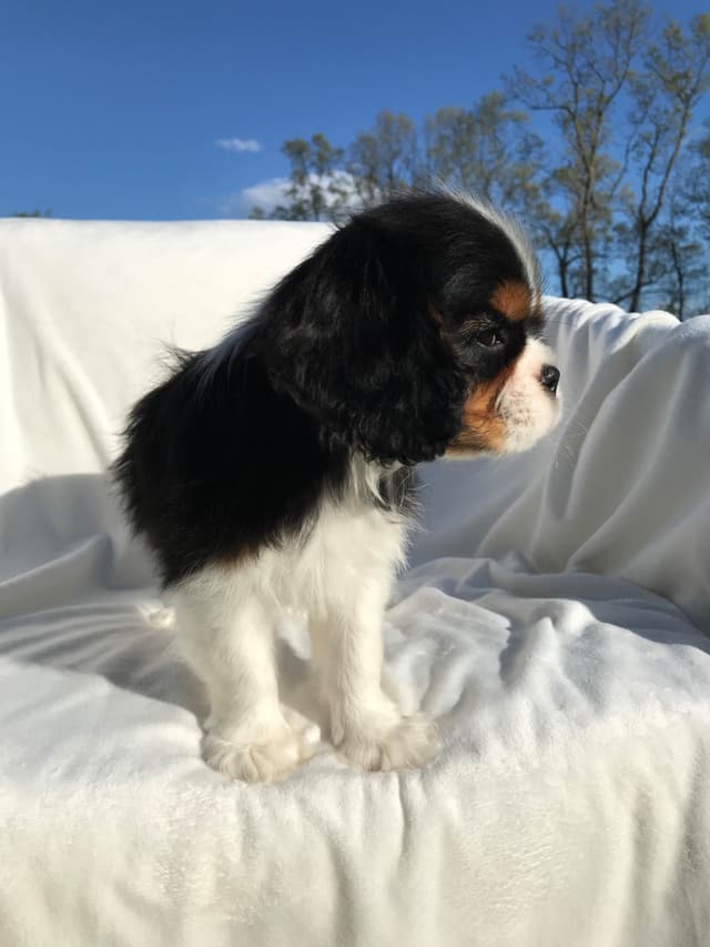 Cavalier King Charles Spaniel Puppies media 11