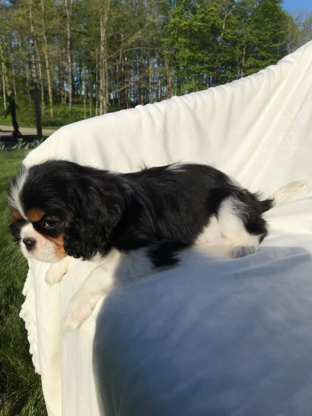 Cavalier King Charles Spaniel Puppies media 12