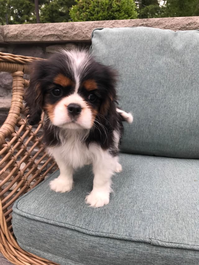 Cavalier King Charles Spaniel Puppies media 13