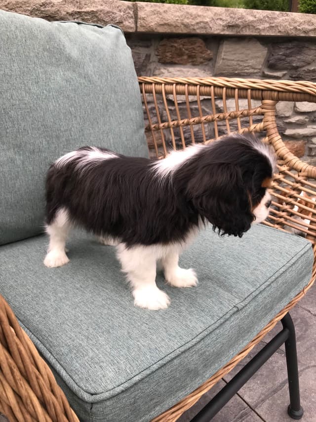 Cavalier King Charles Spaniel Puppies media 14
