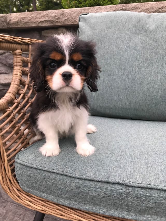 Cavalier King Charles Spaniel Puppies media 15