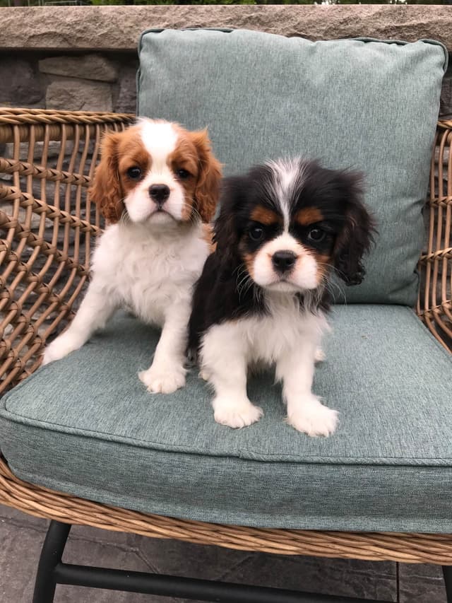 Cavalier King Charles Spaniel Puppies media 16