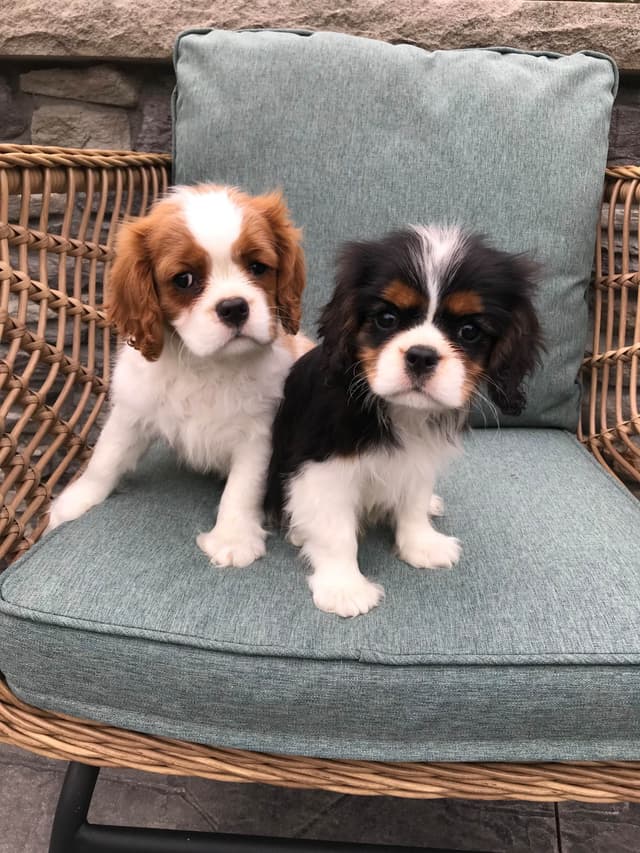 Cavalier King Charles Spaniel Puppies media 17