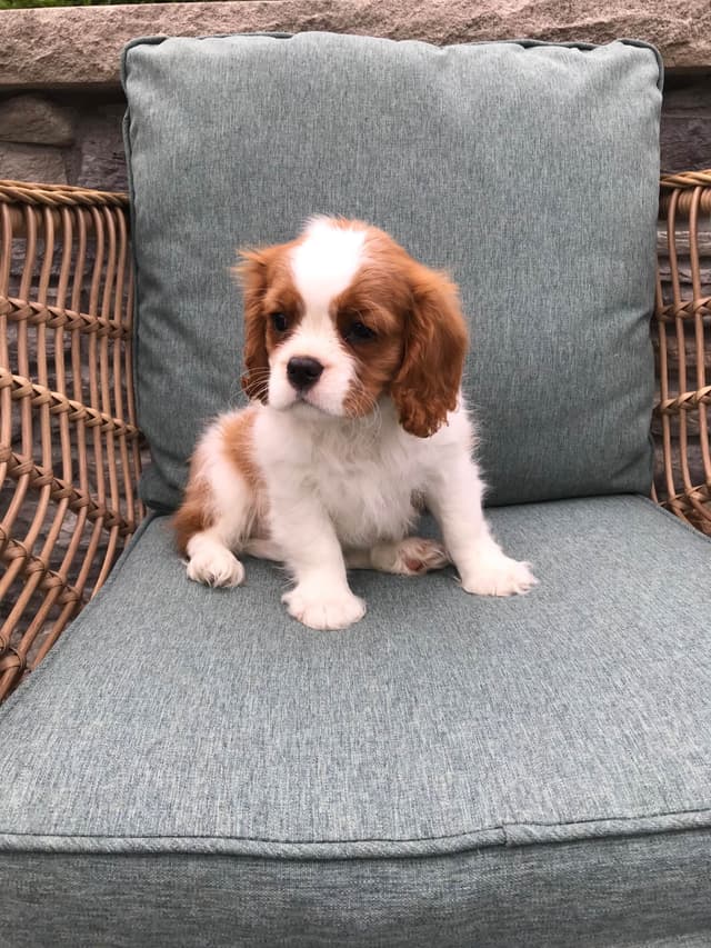 Cavalier King Charles Spaniel Puppies media 18