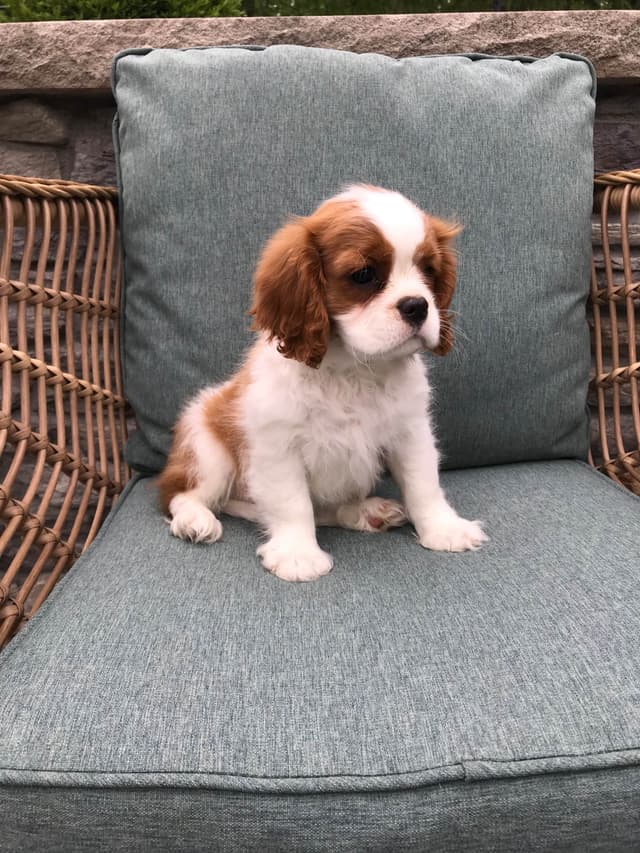 Cavalier King Charles Spaniel Puppies media 19