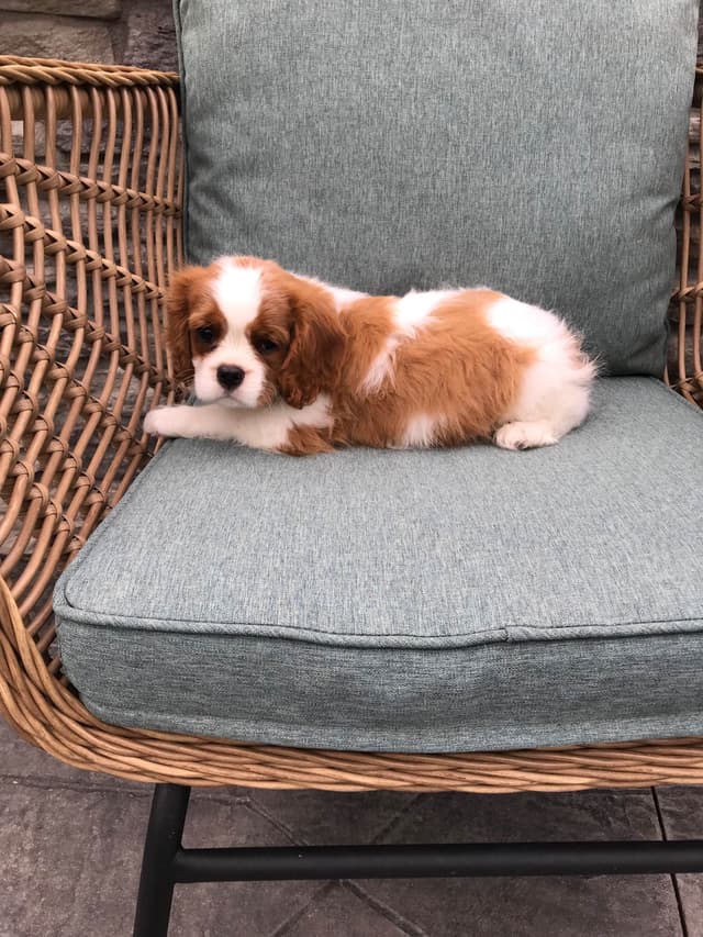 Cavalier King Charles Spaniel Puppies media 20