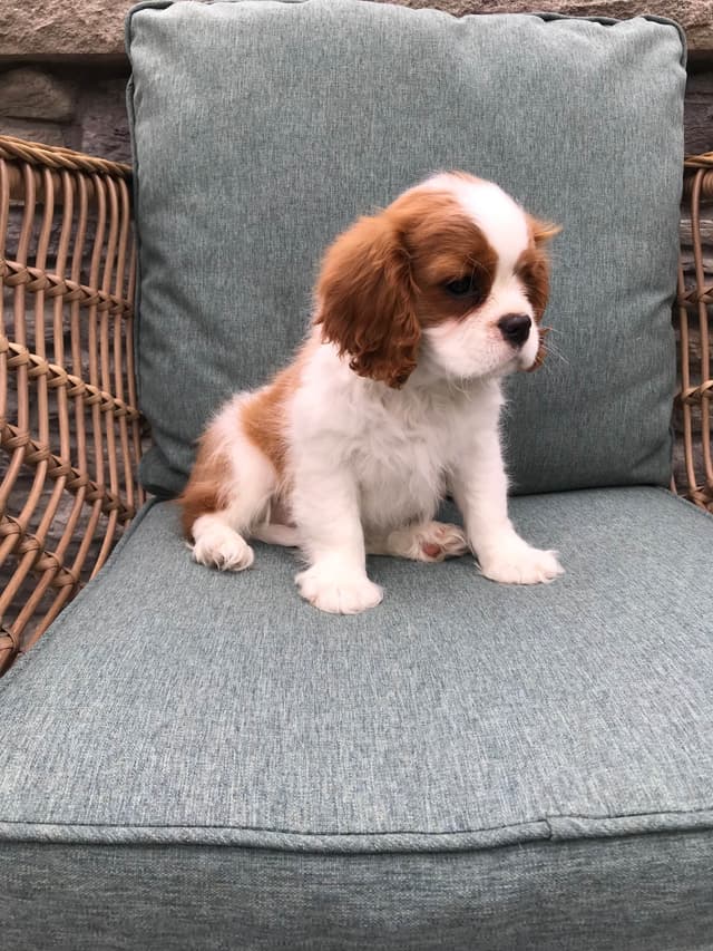 Cavalier King Charles Spaniel Puppies media 21