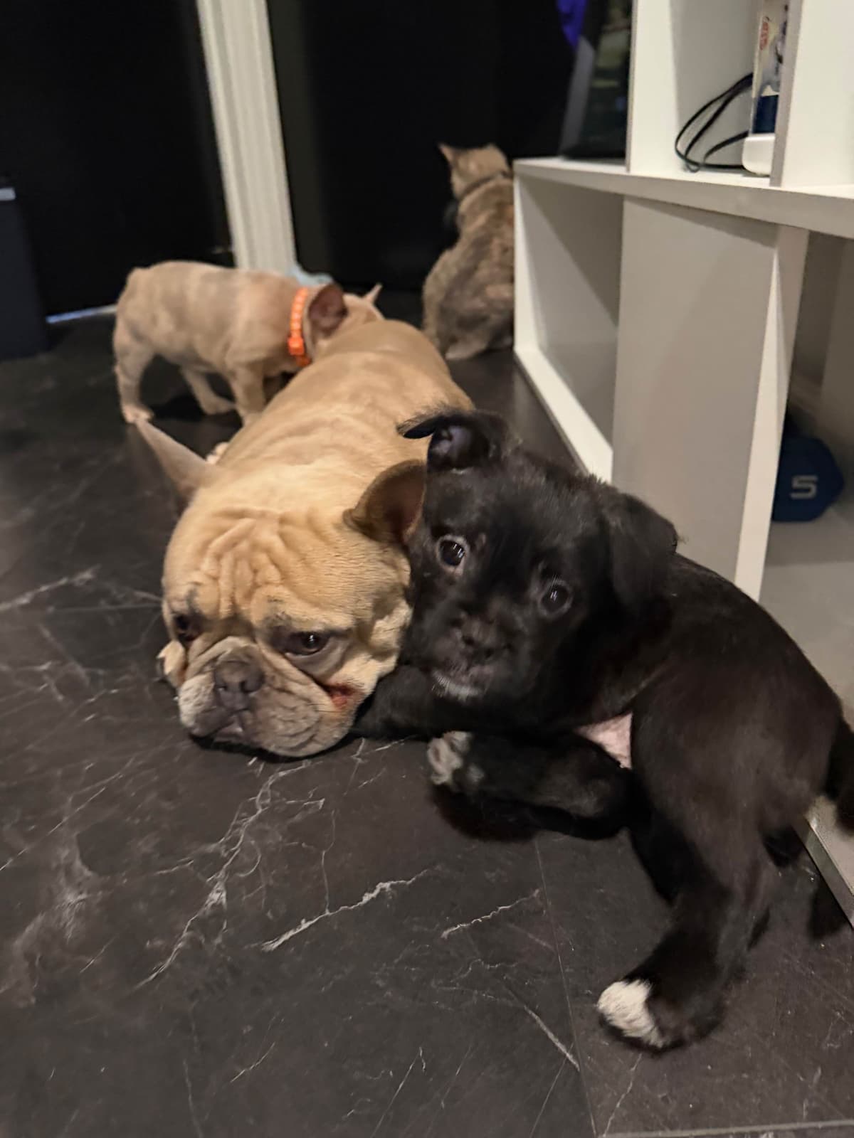 French Bulldog Puppies breeder image 2