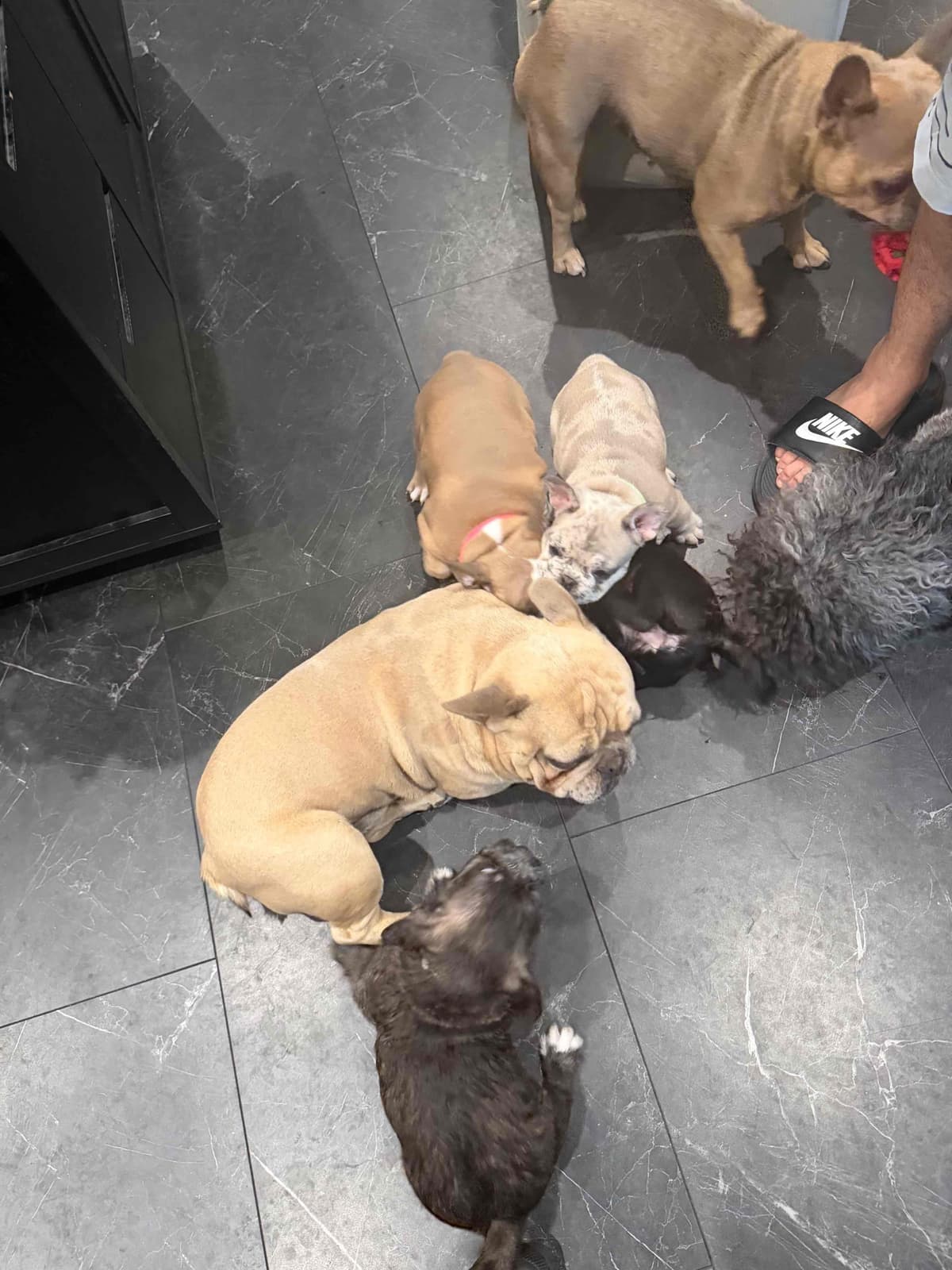 French Bulldog Puppies breeder image 3