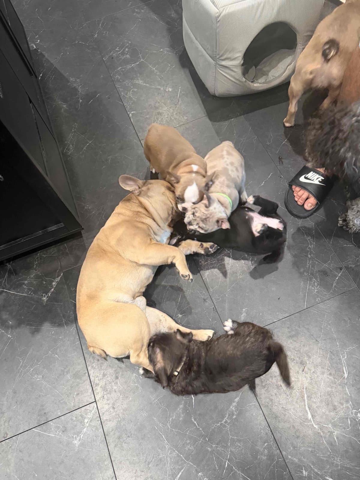 French Bulldog Puppies breeder image 4