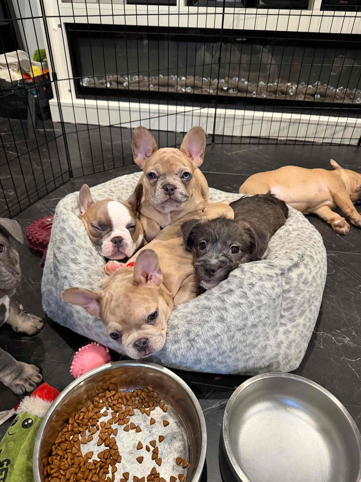 French Bulldog Puppies breeder image 5