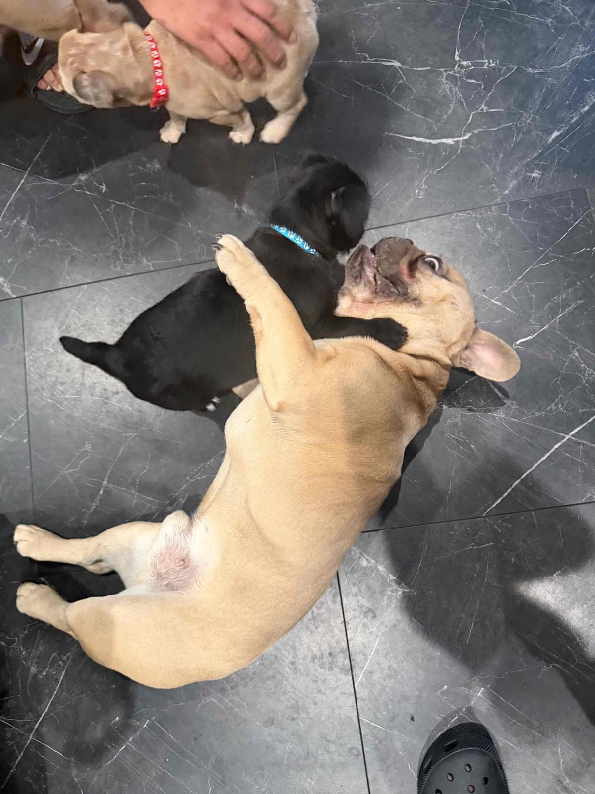 French Bulldog Puppies breeder image 7