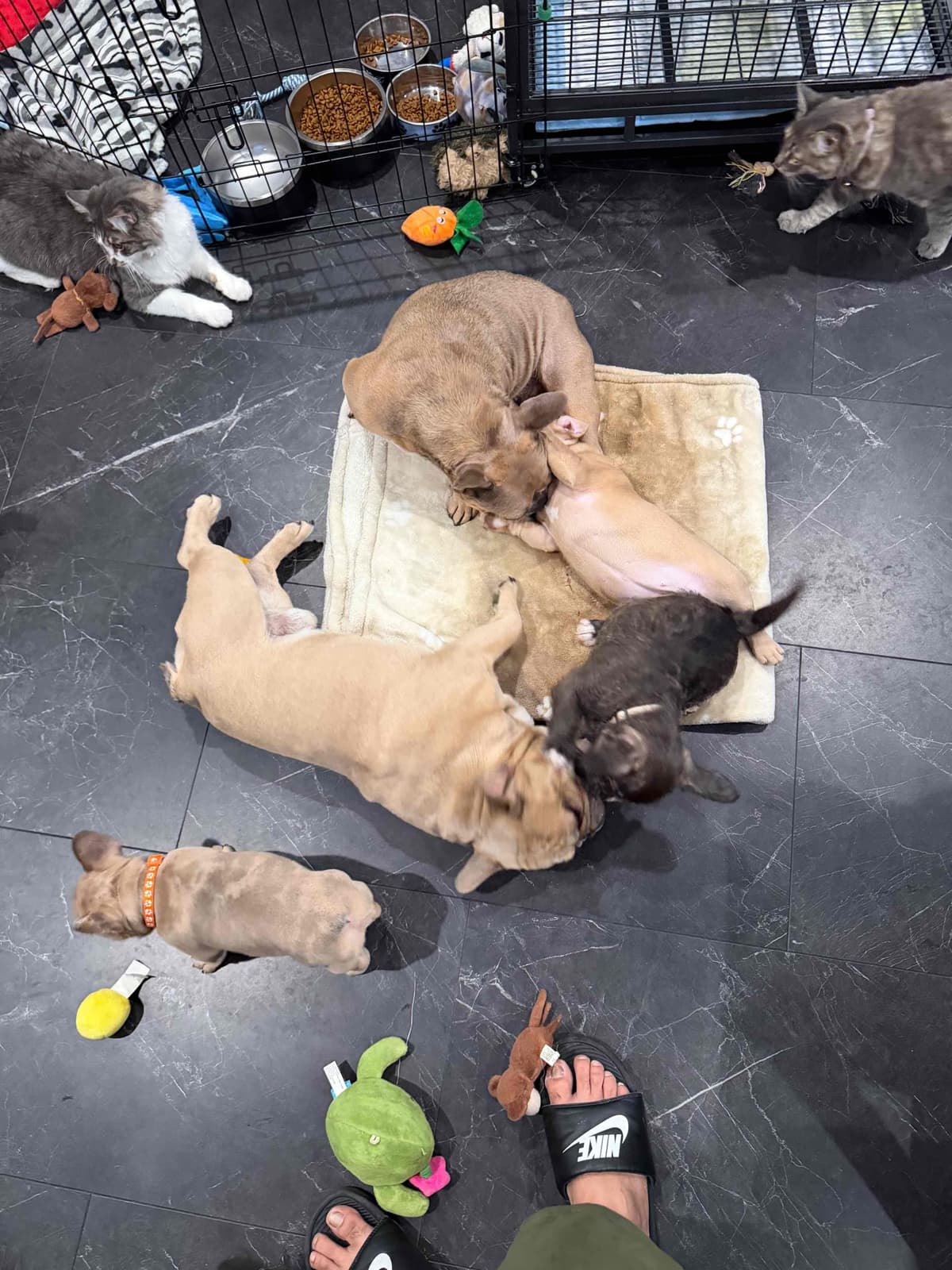 French Bulldog Puppies breeder image 8