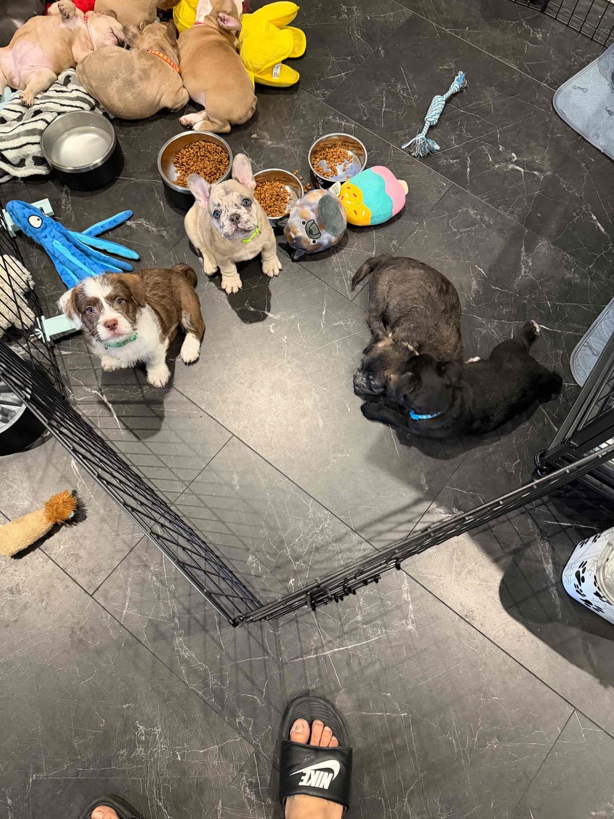 French Bulldog Puppies breeder image 9