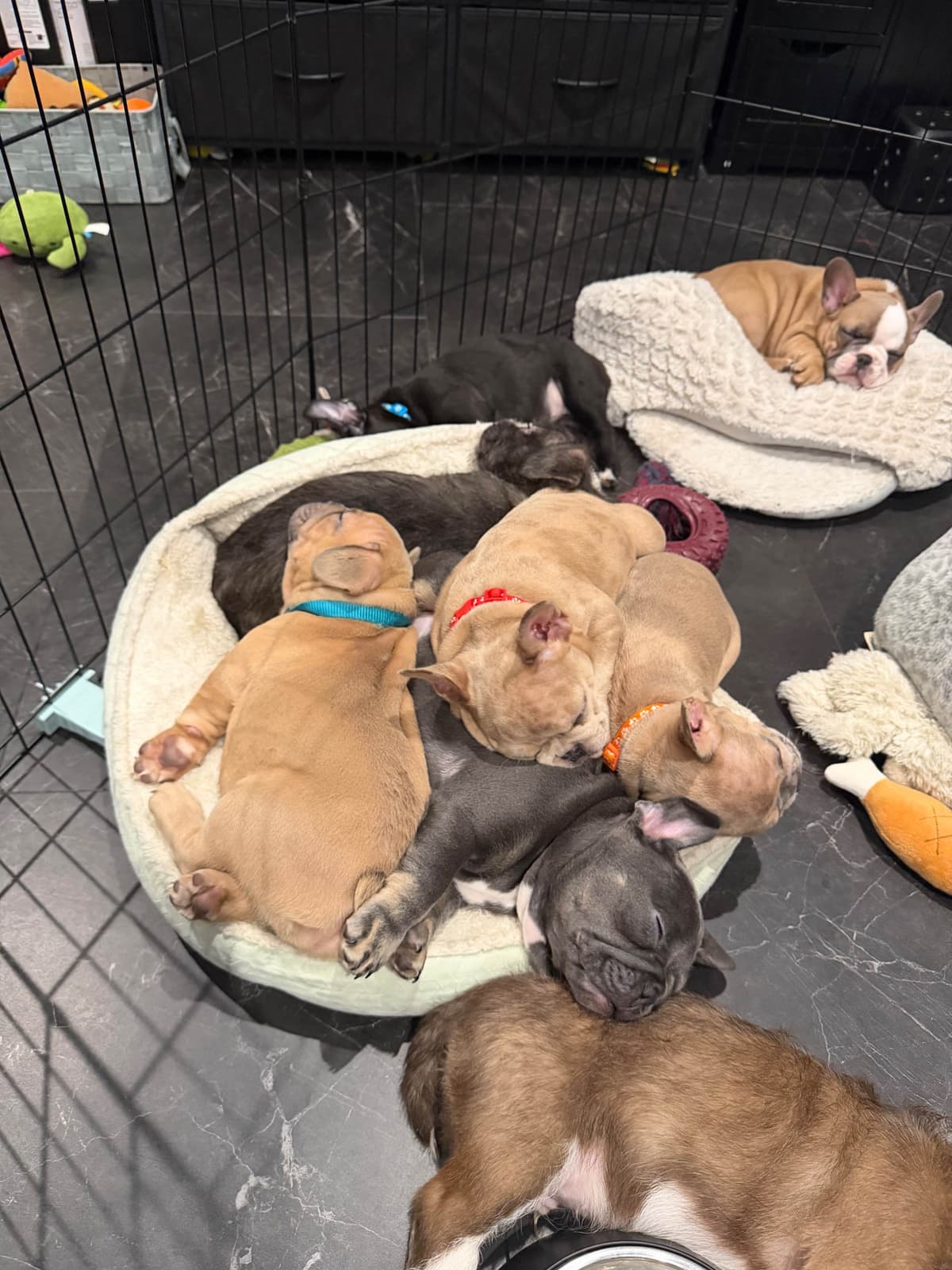 French Bulldog Puppies breeder image 10
