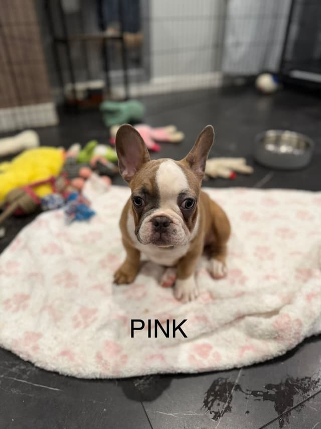 French Bulldog Puppies media 6