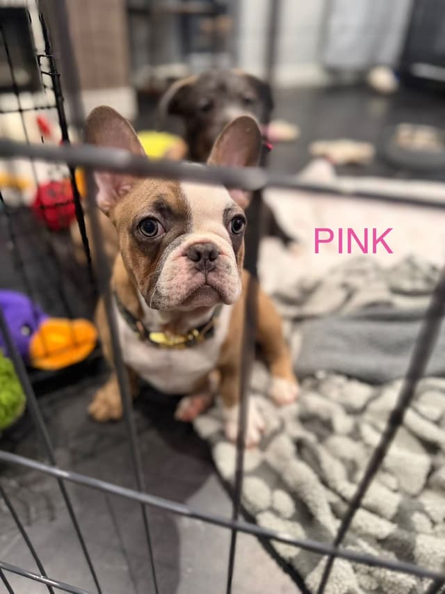 French Bulldog Puppies media 5