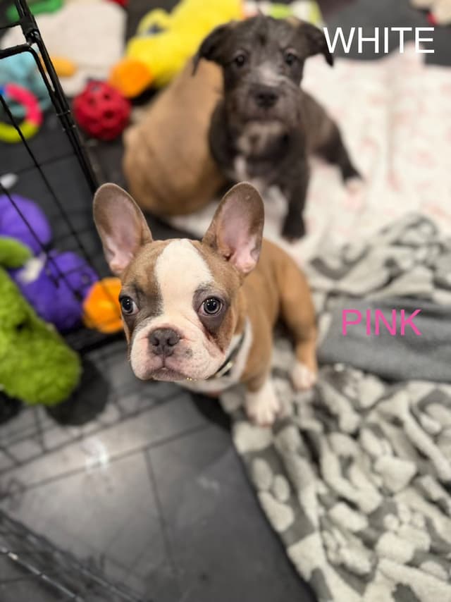 French Bulldog Puppies media 4