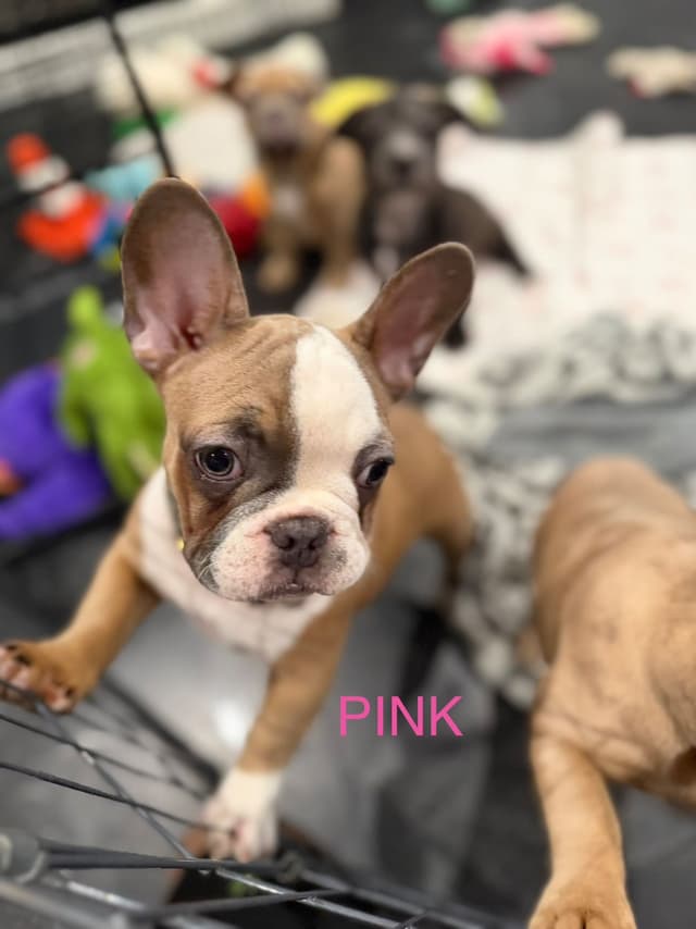 French Bulldog Puppies media 7