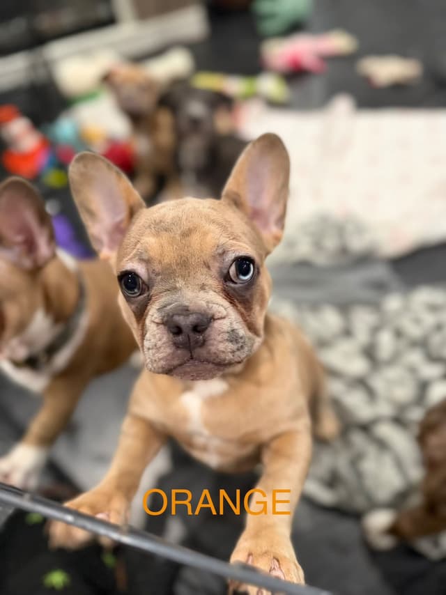 French Bulldog Puppies media 2