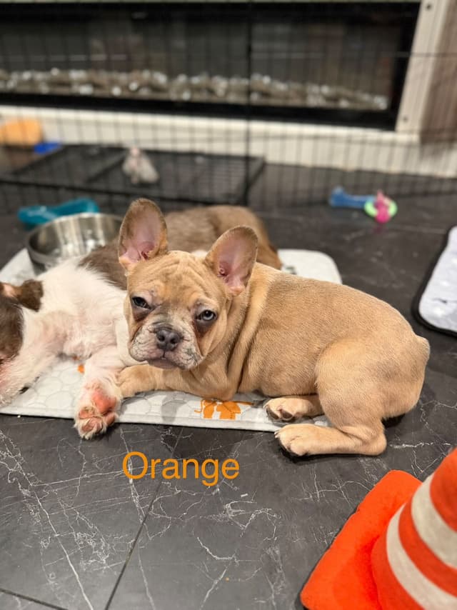 French Bulldog Puppies media 3
