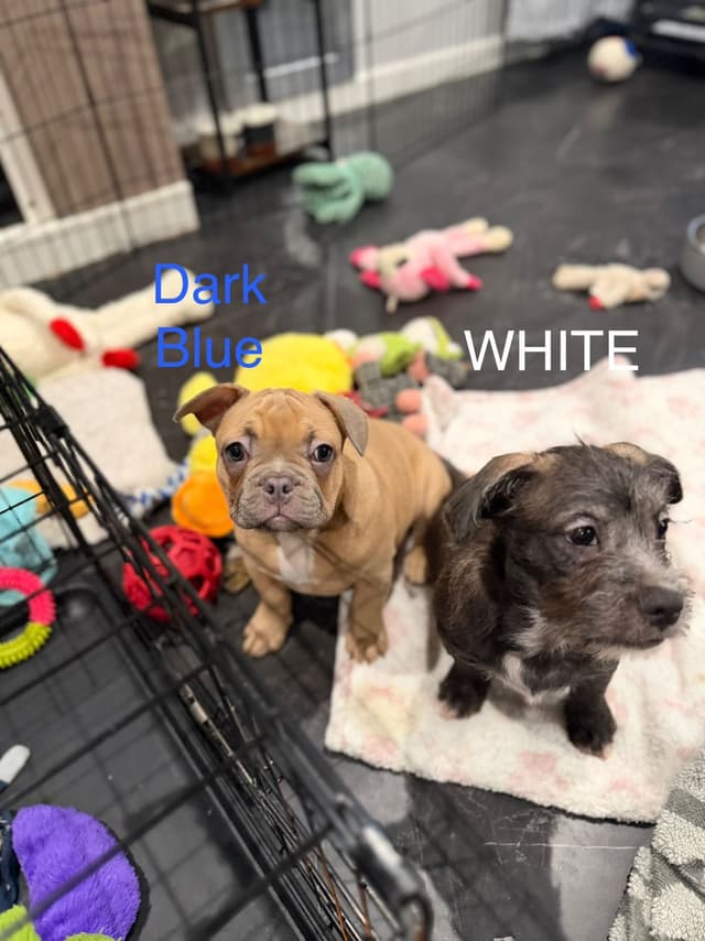 French Bulldog Puppies media 9