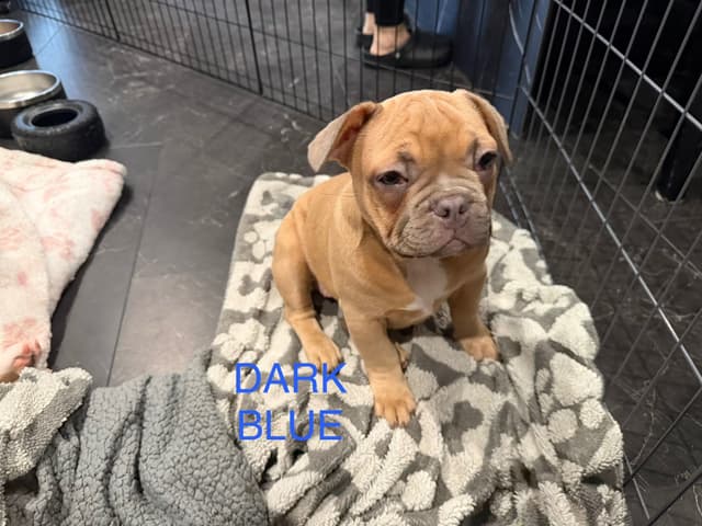 French Bulldog Puppies media 8