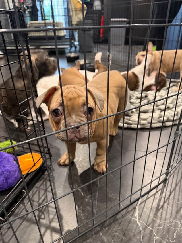 French Bulldog Puppies media 11