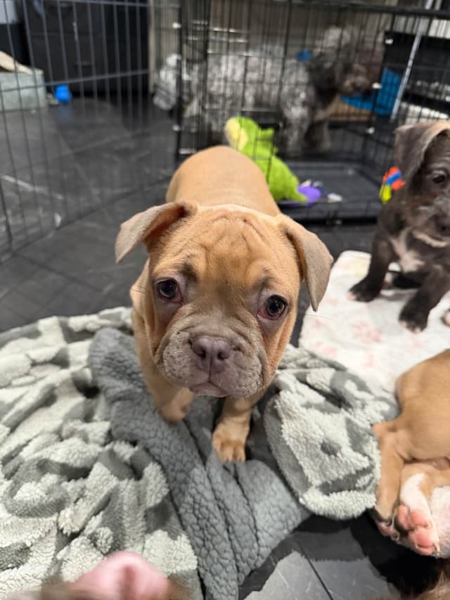 French Bulldog Puppies media 10