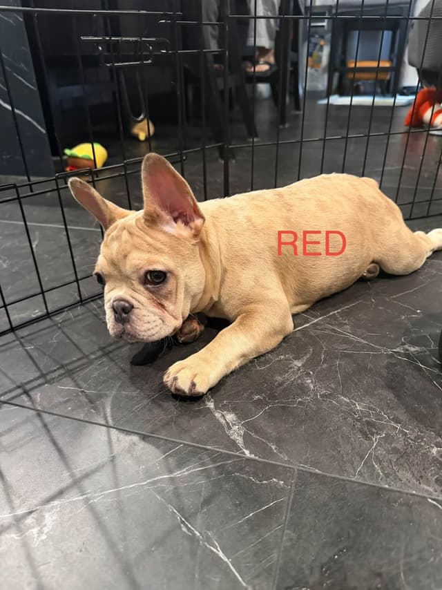 French Bulldog Puppies media 12