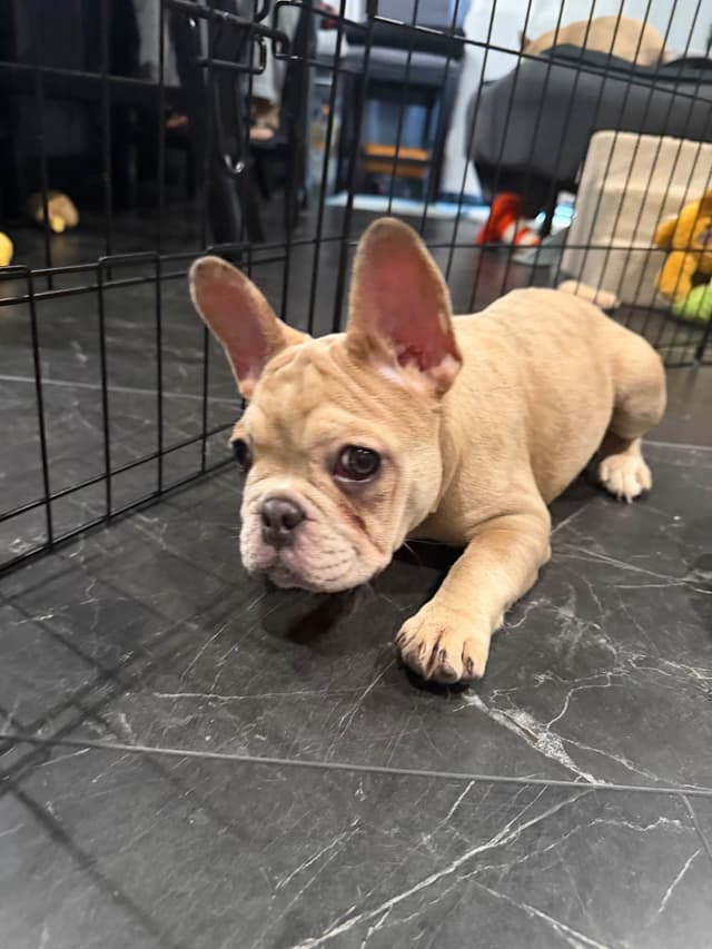 French Bulldog Puppies media 13