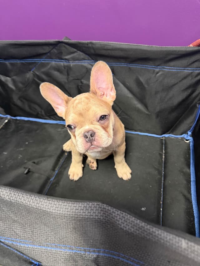 French Bulldog Puppies media 15