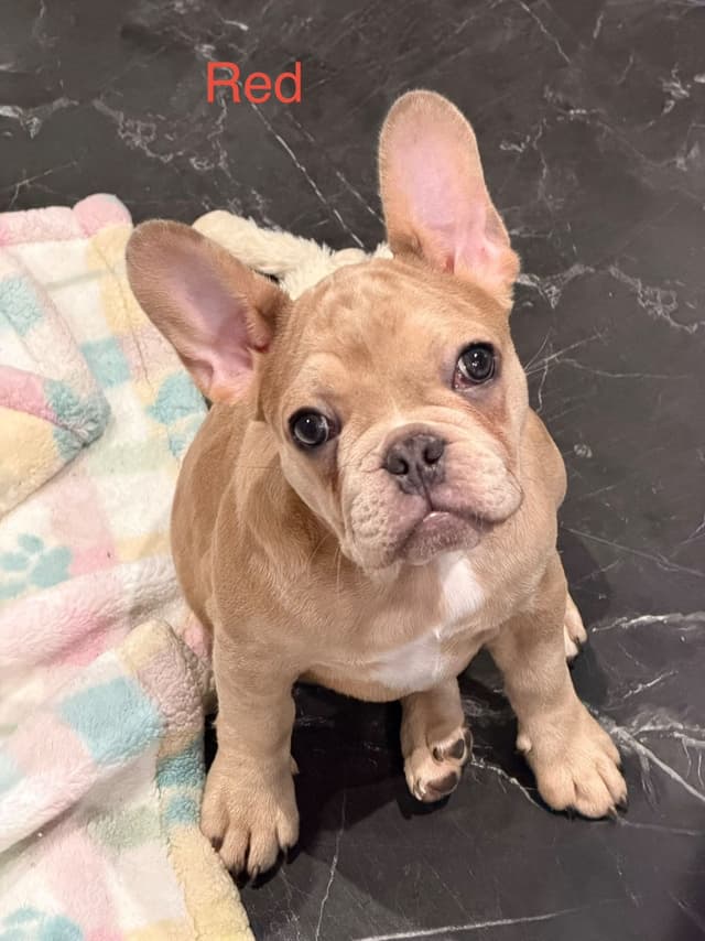 French Bulldog Puppies media 14