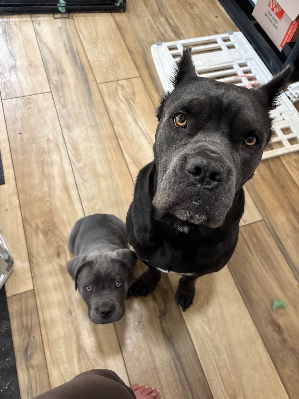 Crowned Corso Puppy breeder image 9