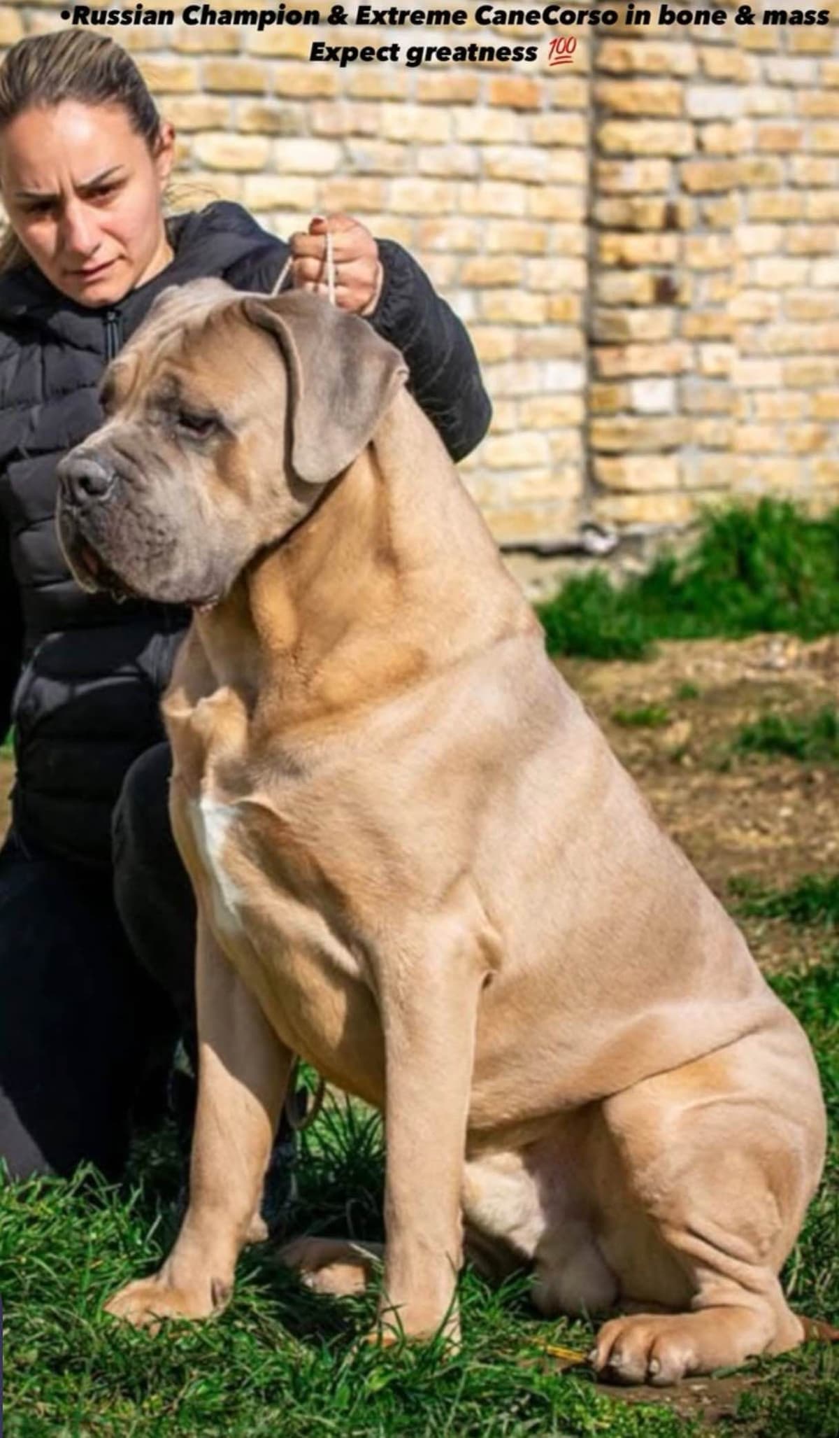 Crowned Corso Puppy breeder image 1