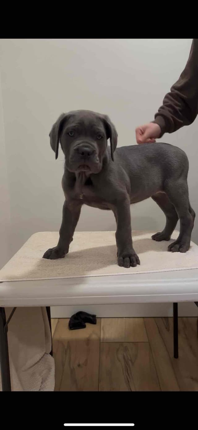 Crowned Corso Puppy media 2