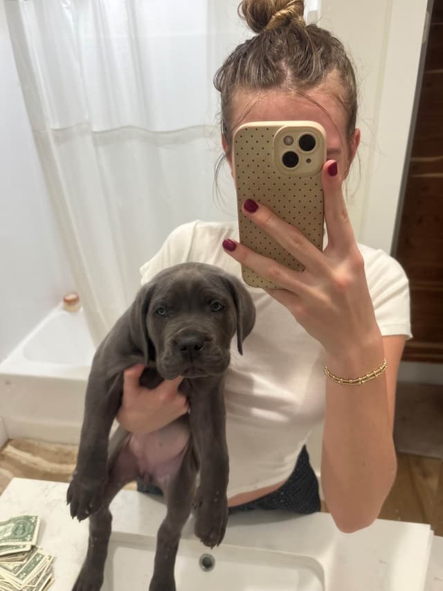 Crowned Corso Puppy media 4