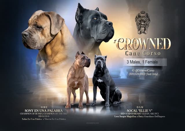 Crowned Corso Puppy media 7